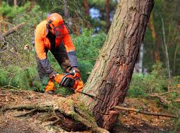 How Our Tree Care Process Works  in Crugers, NY